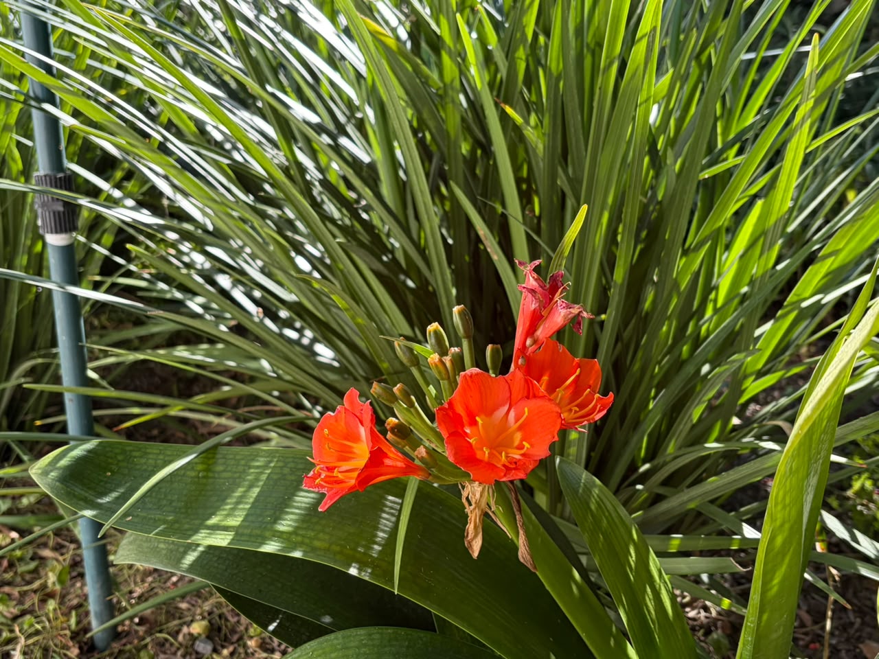 10 Van Riebeeck planting detail