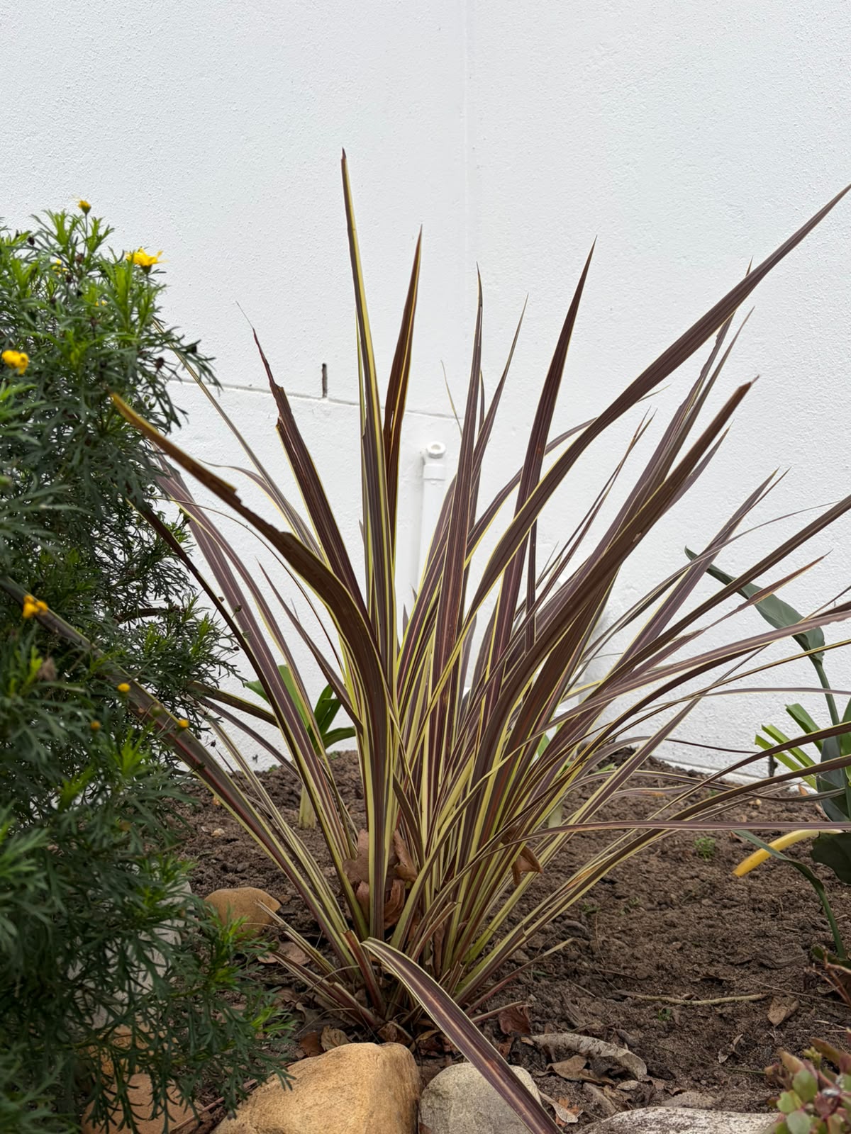 80 Hugenote garden