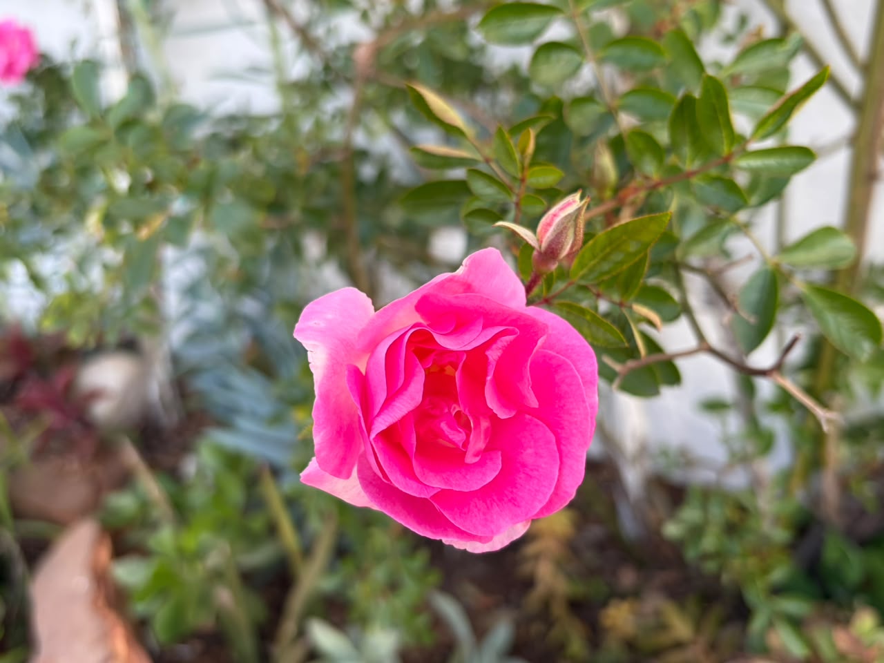 Cabrier rose detail