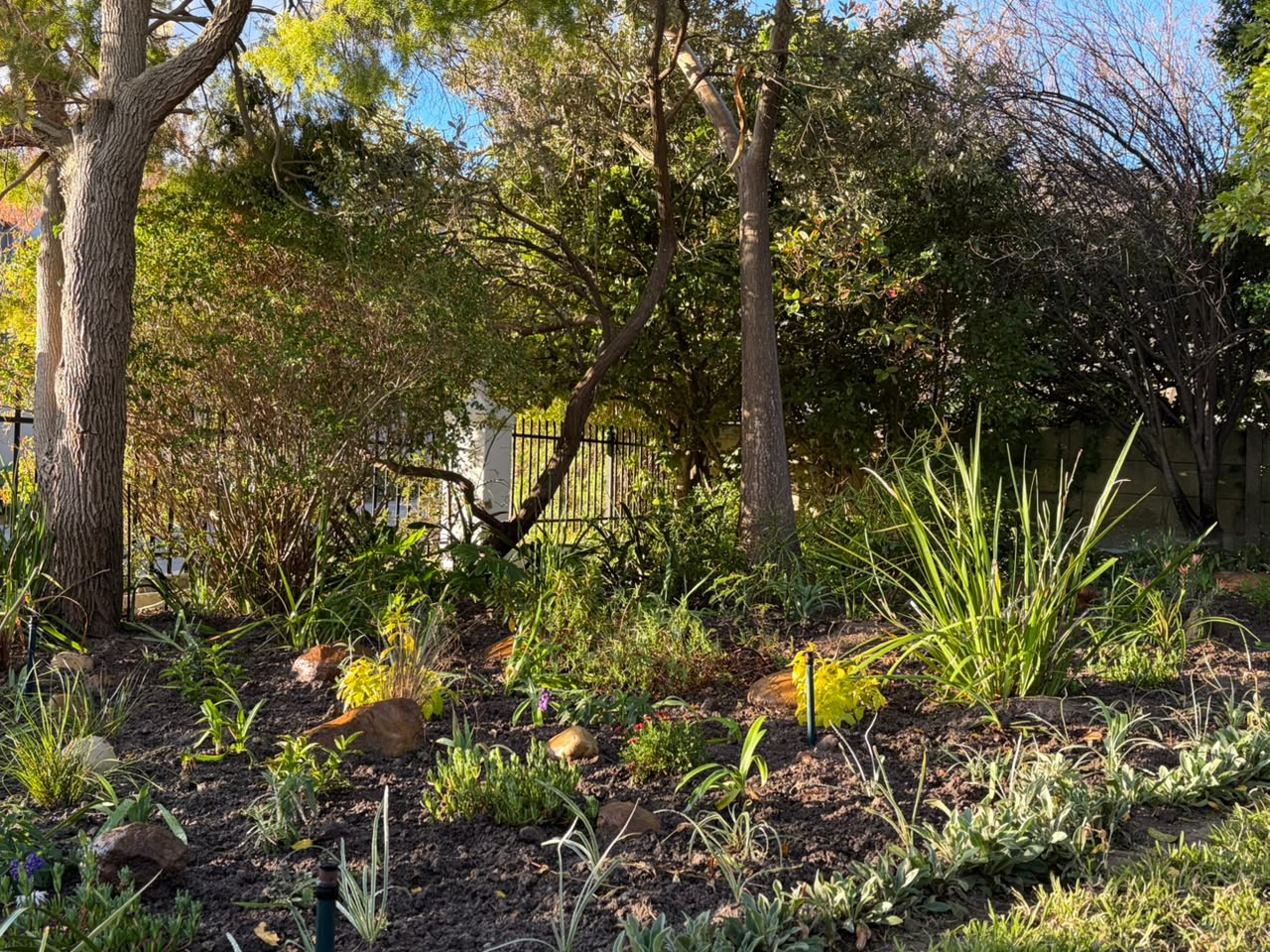 Cabriere Street planting