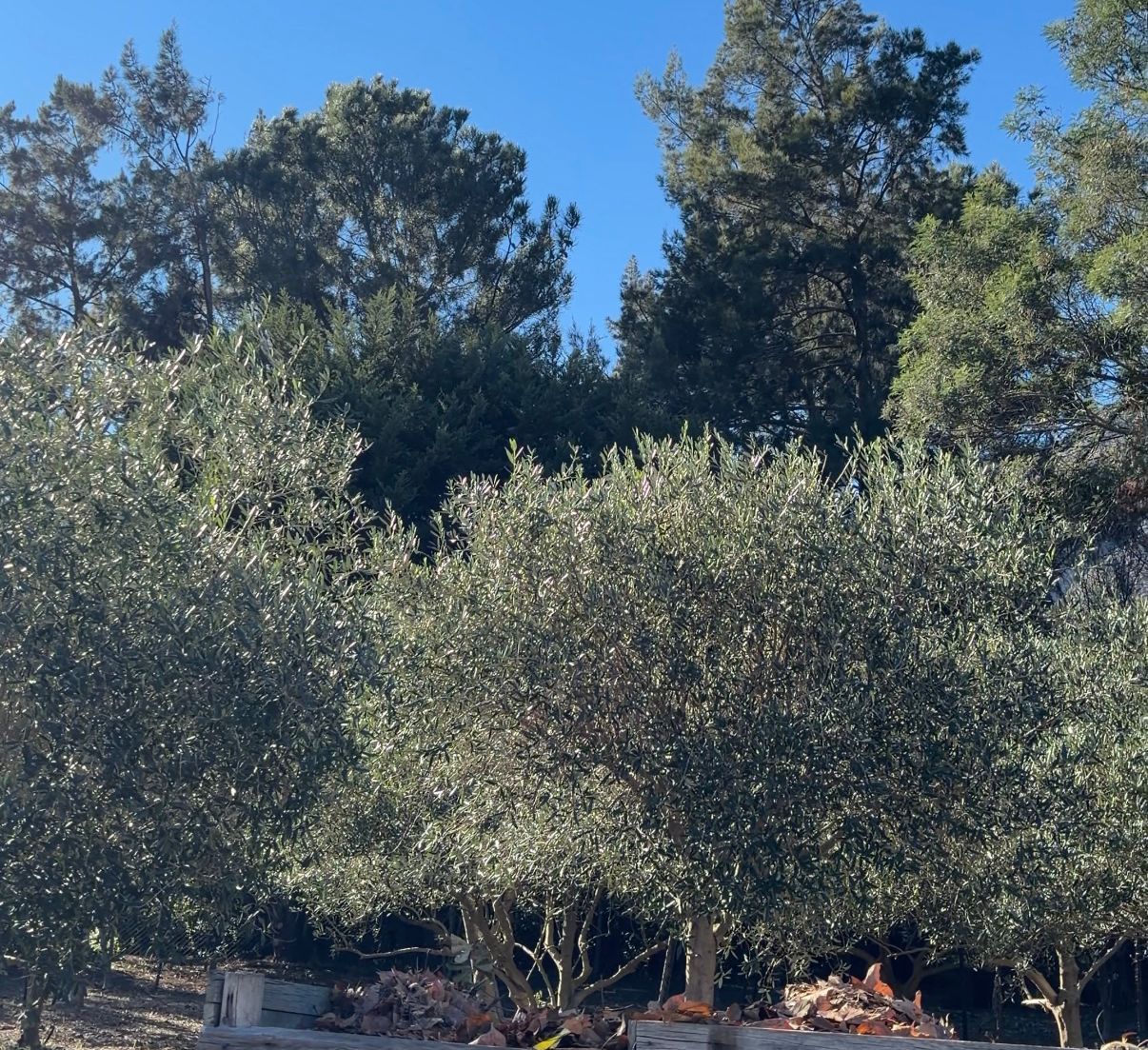 Olive tree garden