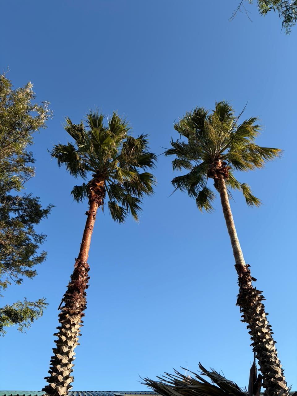 Tree Services