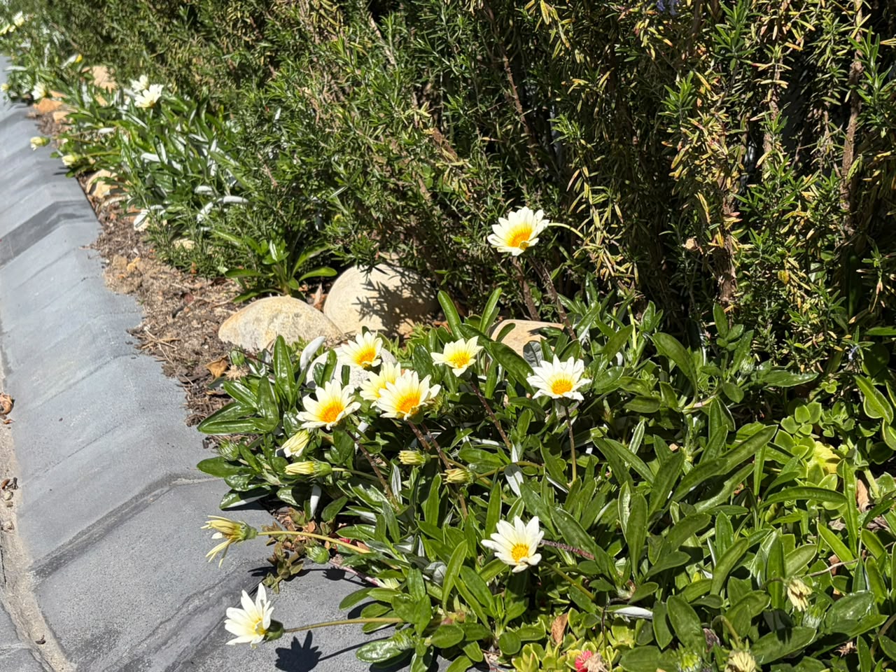 Victoria Village flower bed