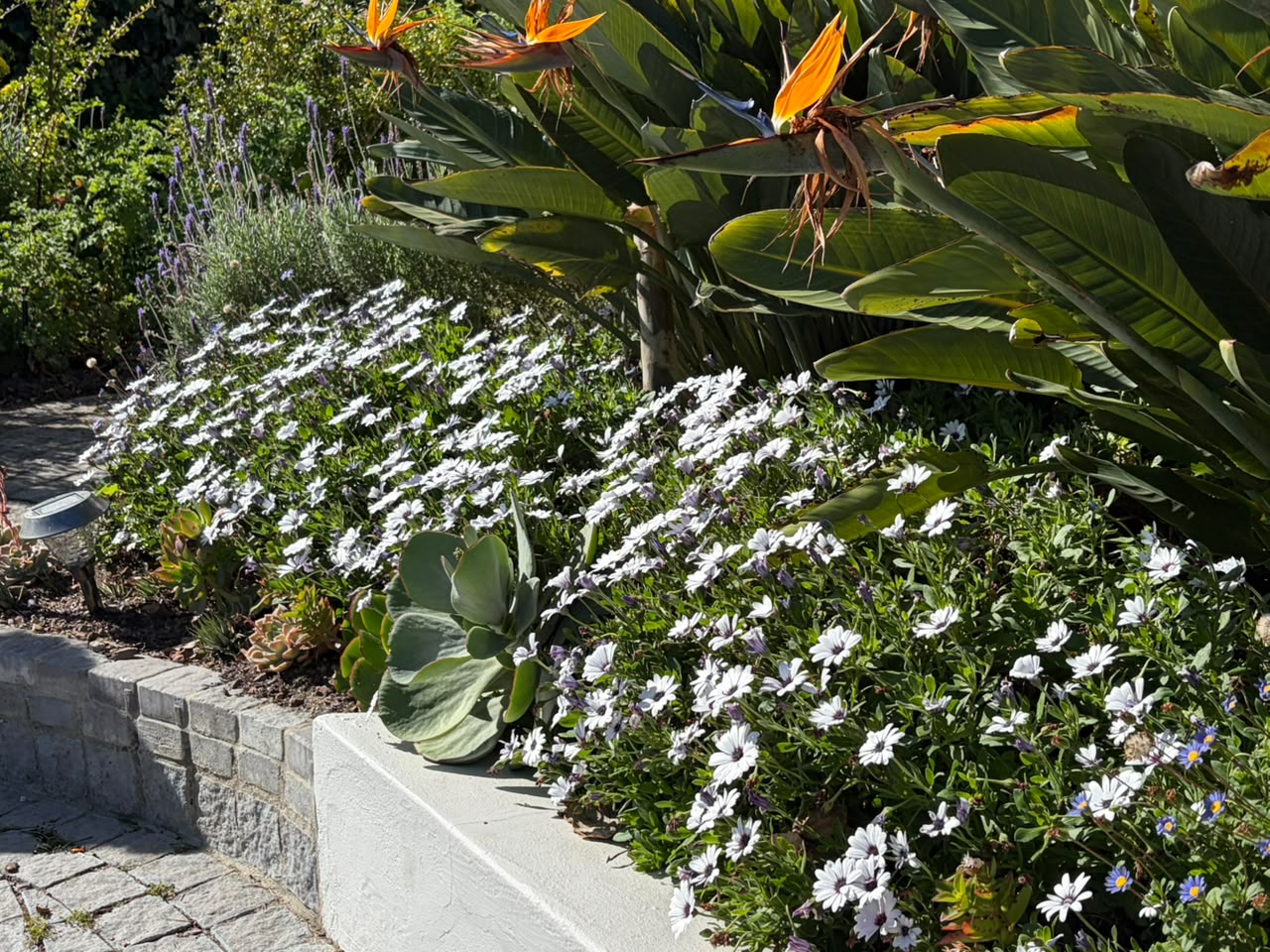 Victoria Village planting